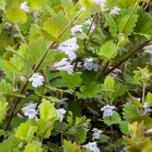 semi di edera terrestre tappezzante perenne resistente, seme biologico candeliere, autunnali resistenti giardino da interno, primaverili 500pcs