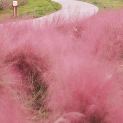 Muhlenbergia capillaris - pflanzenkübel winterharte kübelpflanzen topfpflanzen draußen winterhart zimmerpflanze hochbeet balkon ziergräser winterhart ziergras hochbeett pflanzensamen 700samen