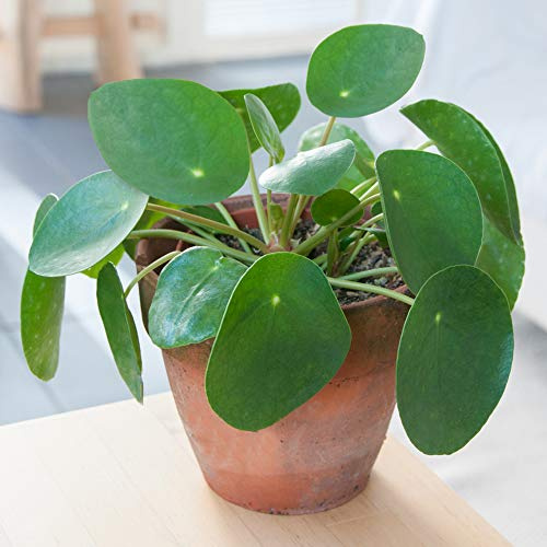 Klassische Pilea Peperomioides Immergrüne Ufopflanze Zimmerpflanze 20-30 cm (Inkl. Topf)