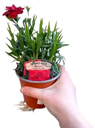 DECOALIVE |Clavel Flor Roja |Planta Natural | Clavel Rojo