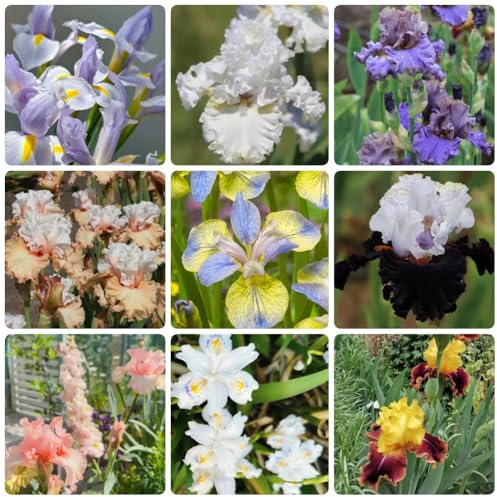Semillas de iris, Iris tectorum, Las de jardín de rocas son resistentes Los lirios, perennes resistentes. 450pcs