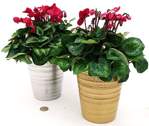 POWERS TO FLOWERS - CICLAMINO, DIXIE 2 PIANTE, IN VASO CERAMICA ARGENTO E ORO, pianta vera