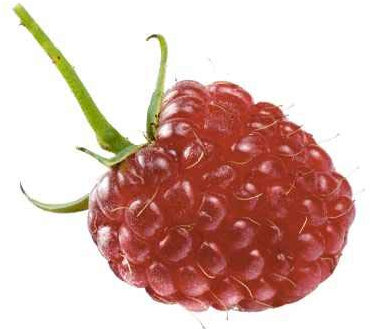 Himbeere-Brombeere Kreuzung - Rubus 'Tayberry' 60-70 cm