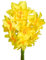 The Bulb Farmers - 32 x Narzisse 'Golden Rain' - Gelb - Blumenzwiebeln direkt vom Züchter - Frühjahrsblüher - Zwiebelgröße Z12-15 (die optimale Größe für den Garten)