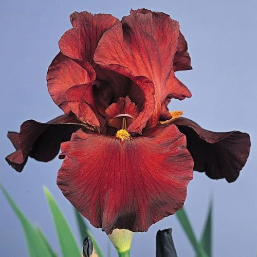 iris - bulbo di fioreto resistenti giardino e balcone Coltivare giardino sul balcone decorazioni per esterni, tappezzanti, 12Bulbi
