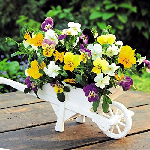 50 Semi di Viola del pensiero invernale Viola Cornuta