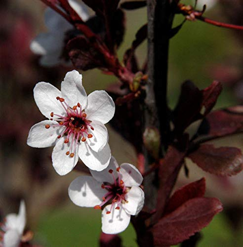 Hochstamm Zwergblutpflaume 60-80cm - Prunus cistena - lebende Gartenpflanze aus den Baumschulen