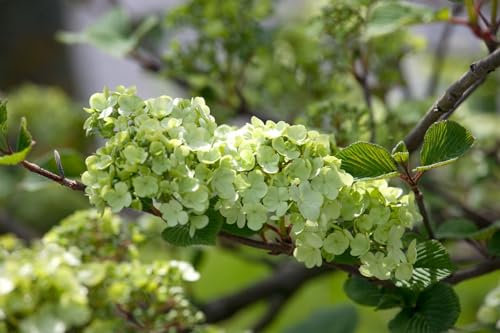 Japanischer Schneeball Viburnum plicatum Rotundifolium 80-100 cm winterhart