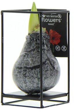 Bloomique - Industrial Schwarz - Amaryllis in Wachs - No Water Flowers - Blumenzwiebel in Wachs - Weihnachtsgeschenke und Deko - 15cm hoch bei Lieferung - Wächst zu 30-50 cm