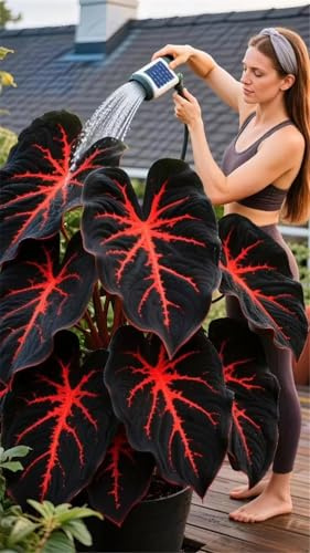 Bulbi di hosta,resistenti,Perenne, Rizoma hosta,Decorazione,Giardini e Balconi,giardini -4 Bulbi-A