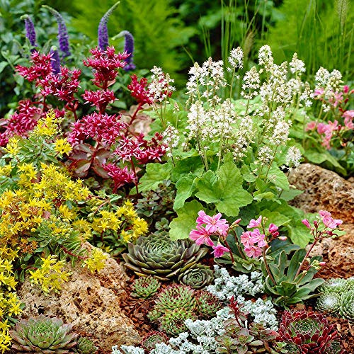 Mixed Alpine Plants - Vibrant Garden Perennial Large Flowering Potted Alpines (24 Plants)