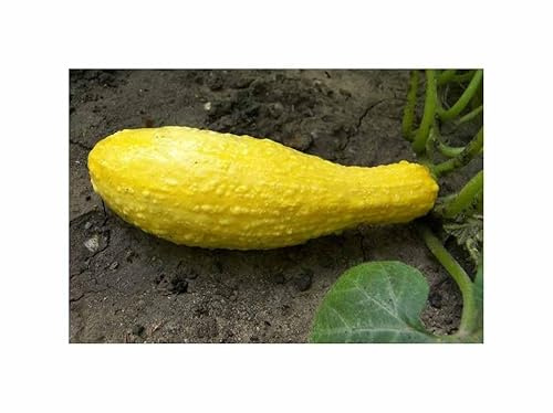 Stk - 10x Squash Early Summer Crookneck Kürbis Gemüse Pflanzen - Samen KS594 - Seeds & Plants Shop by Ipsa