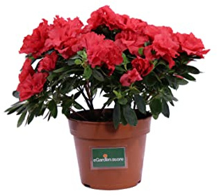 Pianta vera di Azalea Japonica fiori vari coloti ornamentale da inerno venduta da eGarden.store (Rosso) N.B. Non fiorite o in fase di sfioritura.