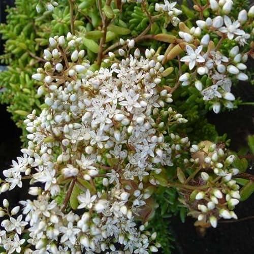 6x Orpin blanc 'Murale' – Sedum album 'Murale' – Godet 9x9cm | Feuillage rougeâtre, fleurs blanches