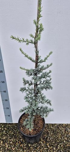 Cedrus atlantica 'Glauca', Cedro dell'Atlante Blu, Albero Sempreverde in Vaso, Conifere da Giardino - Foto Reali - Vivai Giulian Giovani Piante