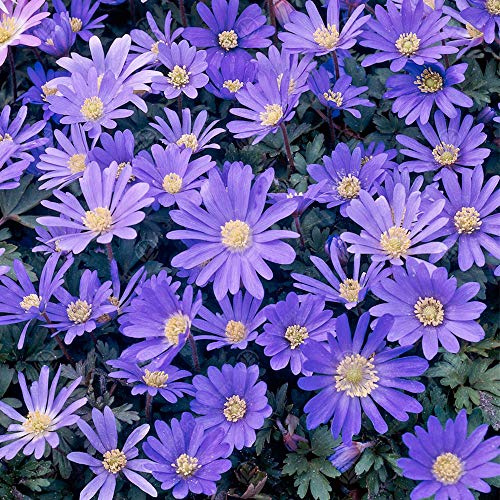 Gardeners Dream Anemonen Zwiebeln Blanda 'Blue' (100 Stk.) - Blaue Winter-Windröschen Stauden Winterhart Mehrjährig - Blumenzwiebeln Ideal als Balkon Pflanzen, Garten Pflanzen & Kübelpflanzen