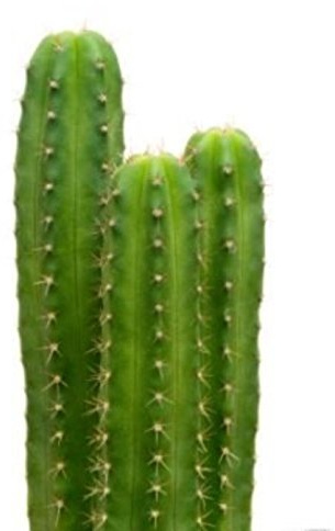 20 semi di cactus San Pedro Trichocereus Pachanoi Pianta decorativa cerimoniale