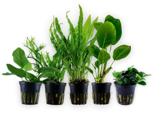AquaOne Aquarium Pflanzen I Die 5 einfachsten Wasserpflanzen für Anfänger! I Einsteiger Aquarienpflanzen I Langsam wachsende Anubias Microsorum I Basic Starter Set