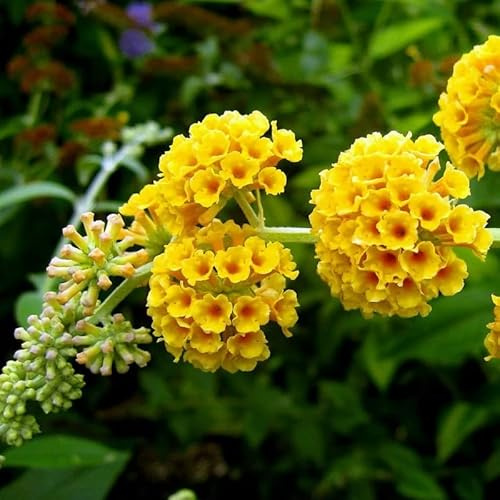 2 Yellow Butterfly Bush Live Plants, Yellow Butterfly Bush, Live Yellow Butterfly Bush, 4 to 6 Inch Tall Butterfly Bush Live, Live Butterfly Bush for Planting Outdoor Garden