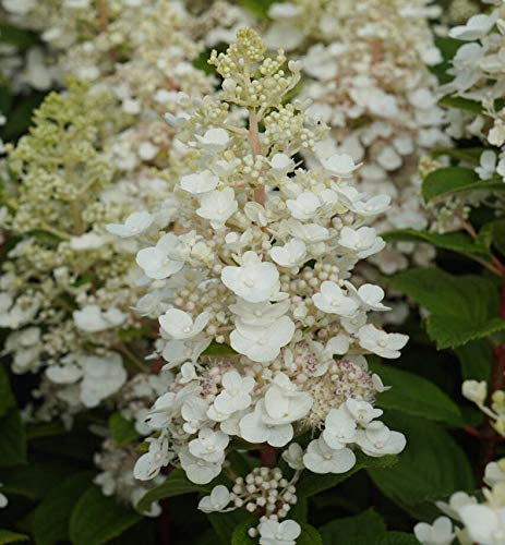 Hochstamm Rispenhortensie Baby Lace 100-125cm - Hydrangea paniculata