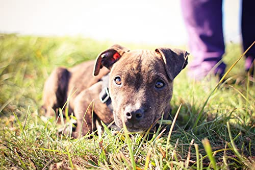 OZLHSP Pusselram 500 bitar Pitbull Valpar Djur 52x38cm