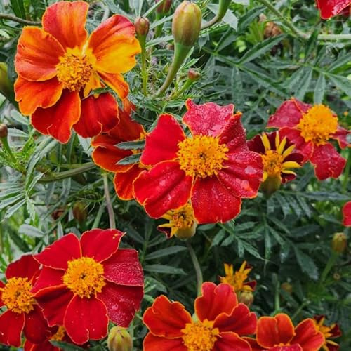 Semi di tagete resistenti giardino, esotici decorazione del balcone 350pcs