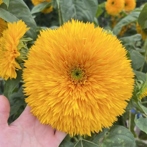 sonnenblumen bodendecker stauden exotische zimmerpflanzen schnittblumen zimmerpflanze balkongarten dekoration wohnzimmer indoor alte sorten gartenblumen balkonblumen zimmerbonsai 100samen