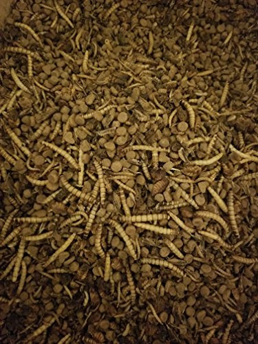 Wormy Worms Premium Hedgehog Food w/Dried Mealworms Superworms Crickets Silkworm Pupae Locusts (Sample 5oz)