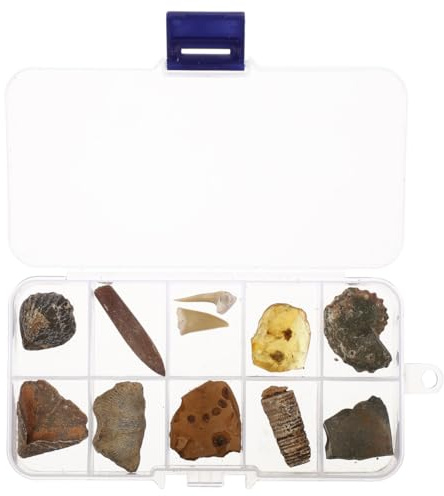 VILLCASE Fossilien Set Mit 10 Echtem Fossilien Wie Trilobit Und Bernstein Für Wissenschaftlichen Unterricht Sammlung Und Ausstellung Paläontologische Lehrmittel