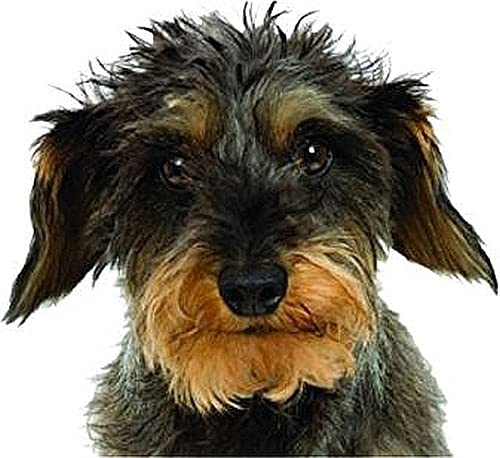 Rauhaar-Dackel Wunschtext Autoaufkleber Sticker Aufkleber 15 cm | On Board, An Bord; personalisierbar mit Namen, Buchstaben, Schriftzug oder Spruch, mit Hundewelpen-Motiv