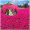 200 Graines de Thym Serpolet Rouge - Plante Vivace Couvre-Sol, Faciles à Planter, graines de thym rampantes, Fleurs Anciennes pour Jardin, Balcon et Parterre (Rouge)