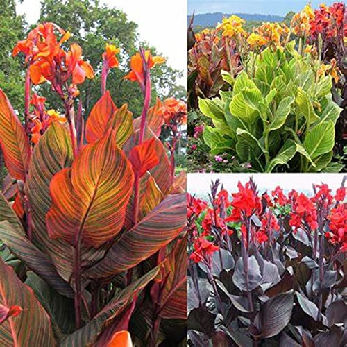 Canna Rhizome, perfetto per interni ed esterni, resistente alla siccità, gioco di colori unico, multicolore ad alta resa, resistente all'inverno, 1 cipolla