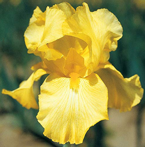 Pure As Gold, Yellow Bearded REBLOOMING IRIS (1) Rhizome/Bulb/Root Ready for Planting Now