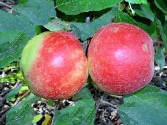 Apfelbaum Malus domestica Elstar 120-160 cm 3er-Set winterhart | 3er-Set, saftige Aepfel, fuer Garten und Obstwiese, robuste Sorte, ertragreich, ideal zum Selbsternten