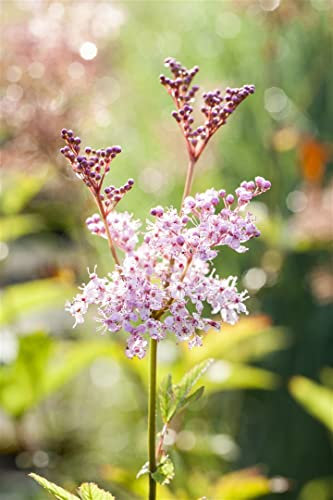 Filipendula rubra 'Venusta' 11x11 cm Topf – Winterhart, Mehrjährig, Pflegeleicht – Königin der Prärie – Staude für Beet & Teichrand