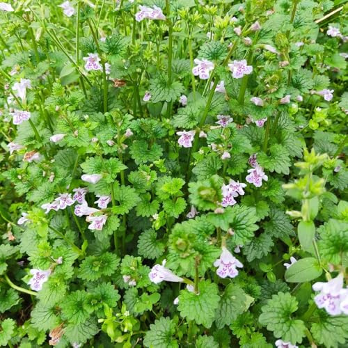 semi di edera terrestre - cucina balcone biologici interno giardino 100pcs