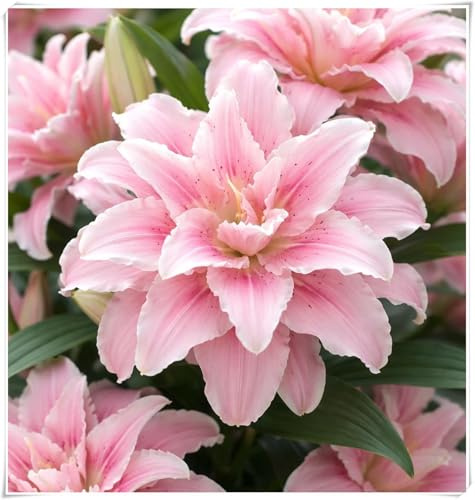 Bulbos de Lirio Oriental, Azucenas Perennes Muy Fragantes,Variedad Muy Rara-c-2 BULBOS