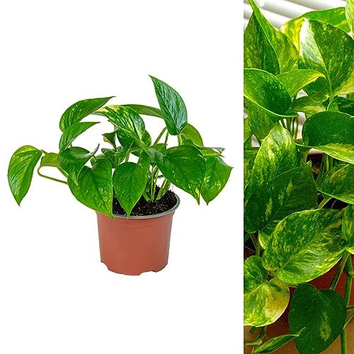 Scindapsus Aureus Devil's Ivy Indoor Plant in 12cm Pot - Real Live Trailing Evergreen Houseplant - Easy to Care for - Ideal for The Home or Office