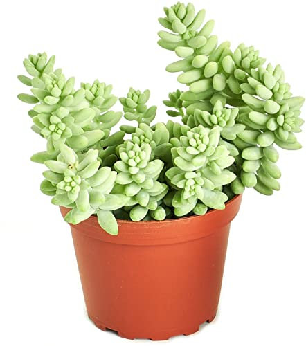 DECOALIVE Sedum Burrito ⌀11 cm Planta Suculenta Natural para Interior y Exterior