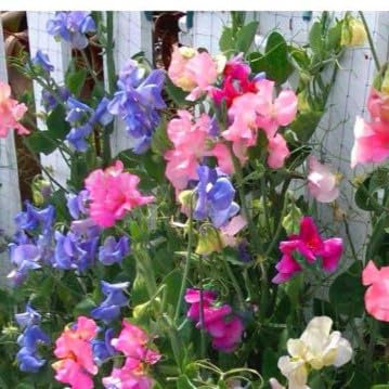 Sweet Pea Dwarf Mix Bijou 40 Seeds + Plant tag + Freebie - Lathyrus odoratus