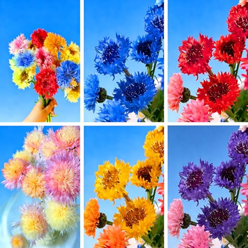 Mixrug Mix Cornflower Seeds for Planting, 518+pcs Rare Perennial Double Dwarf Cornflower Flower Seeds Plants, Heirloom Non-GMO Hummingbirds Open Pollinated Wildflowers for Home Garden Outdoors