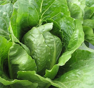 Buy4seeds Organic Lettuce Romaine Jericho 300 Seeds Easy to Grow