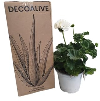 Planta Viva de Geranio Blanco DECOALIVE – Flores Naturales y Resistentes para Jardinería y Decoración