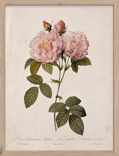 STYLER Bild Vintage Rose 30 x 40 cm mit Holzrahmen – Botanische Rosen-Illustration – Farmhouse Nostalgia Wandbild Deko