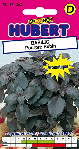 Graines de Basilic Pourpre Rubin - 1 gramme