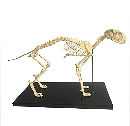 64x20x26cm Katzenskelett Anatomisches Modell Skelett und Katzenanatomie-Modellbausatz, Veterinärpädagogische Anatomieprobe Katze OS