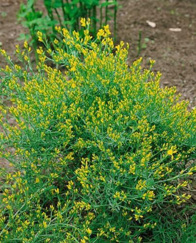 Genista anglica – Winterhart, Immergrün, Pflegeleicht – Englischer Ginster – Zierstrauch für Heidegarten & Steingarten