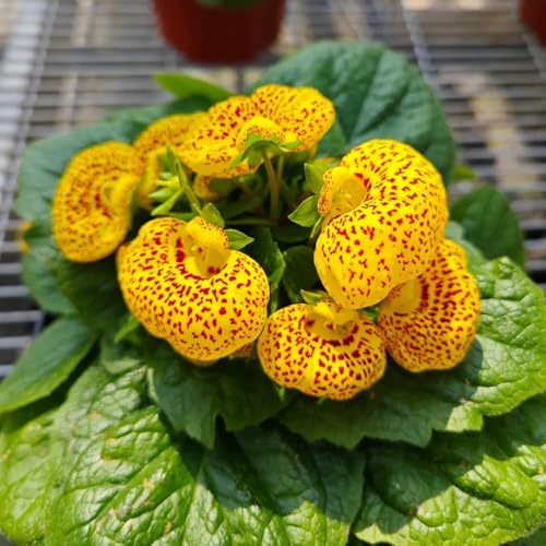 semillas de zapatilla - calceolaria herbeohybrida - para bancales elevados de primavera, silvestres Decoración de jardín para 400pcs