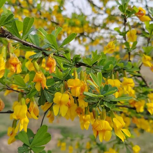 Ginster, Cytisus Scoparius, sträucher geschenke für frauen blumensamen mehrjährig winterhart garten wildblumensamen 500Samen