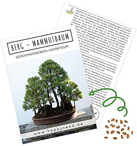 Außergewöhnliche Bonsai Samen mit hoher Keimrate - Pflanzen Samen Set für deinen eigenen Bonsai Baum (1x Berg Mammutbaum)